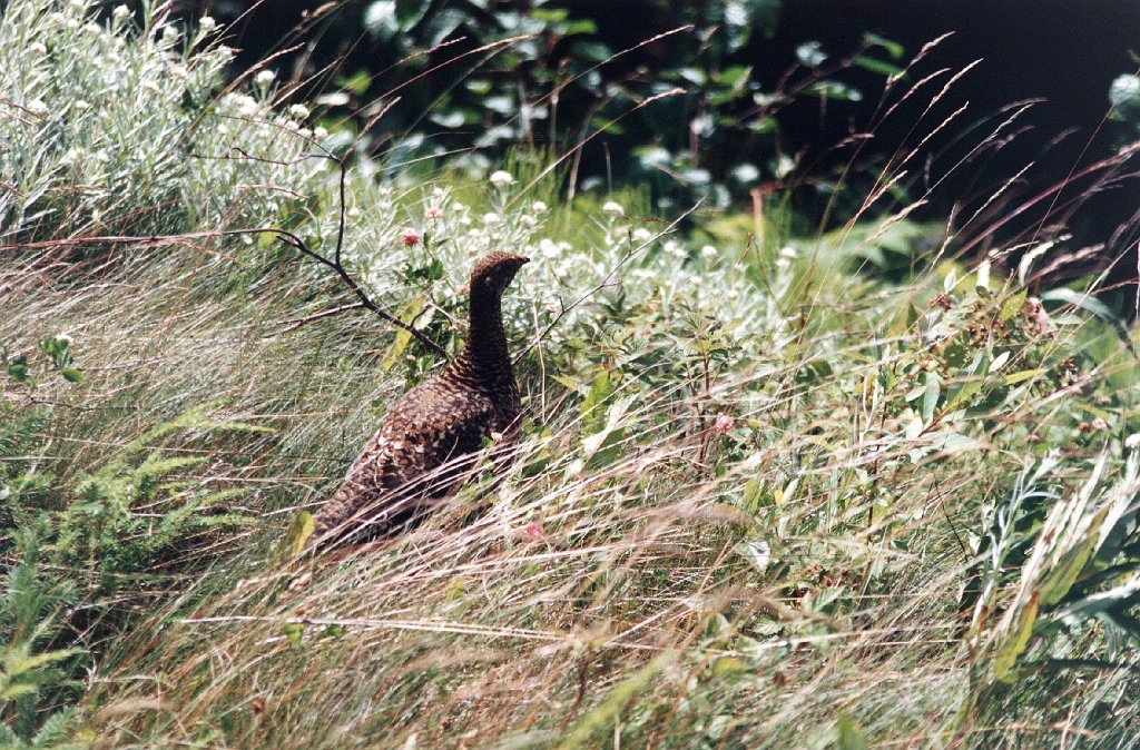 Grouse, Blue 1993-05 Bl05P80I01.jpg - Blue Grouse